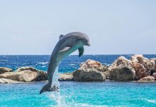 Foto de un delfín saltando en el mar