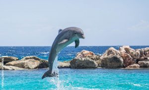 Foto de un delfín saltando en el mar