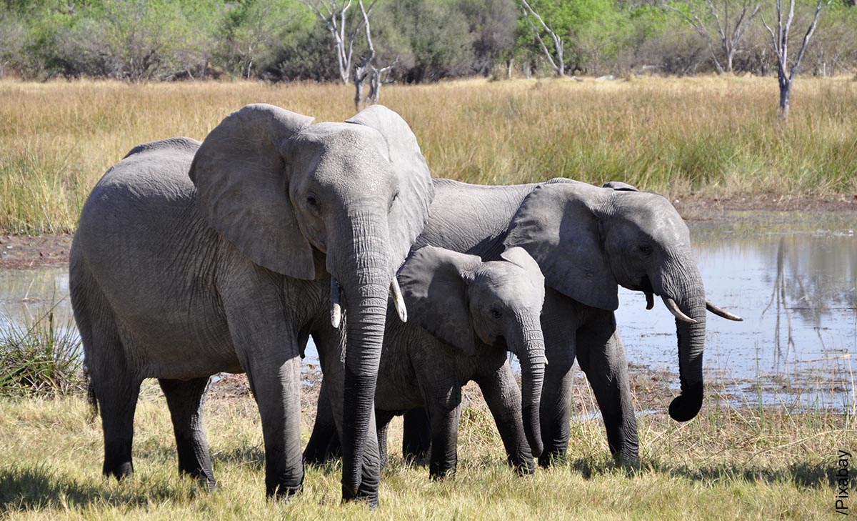 Foto de una familia de paquidermos que muestra lo que es soñar con elefantes