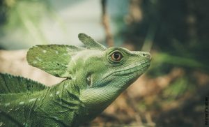 Foto de un reptil verde que representa lo que es soñar con lagartos
