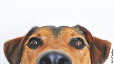 Foto de la nariz de un canino que revela lo que es soñar con perros