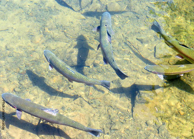 Foto de peces nadando en el agua que muestra lo que es soñar con río