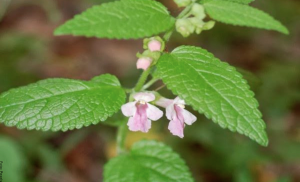¿Para qué sirve el toronjil? Beneficios de esta milagrosa planta