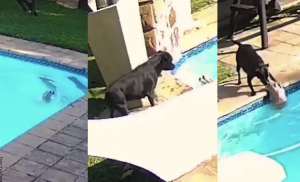 Perrito rescató a su amigo de ahogarse en la piscina