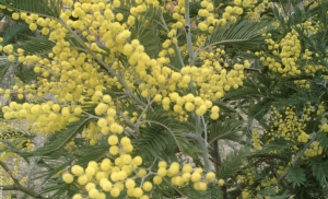 Acacia, ¿para qué sirve esta planta medicinal?