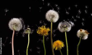 Foto de los tallos y las flores de plantas que muestra para qué sirve el diente de león