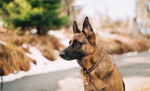 Perros detectan el covid-19 en el sudor humano, según un estudio