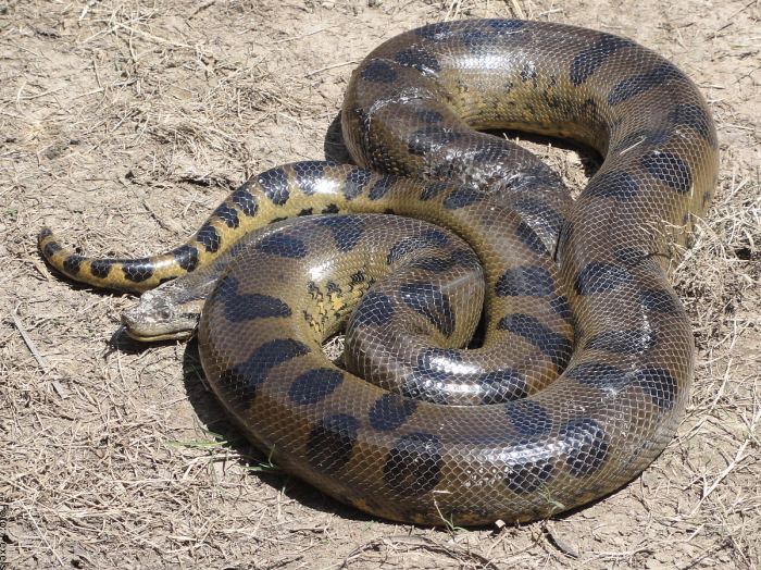 Foto de una anaconda muy grande