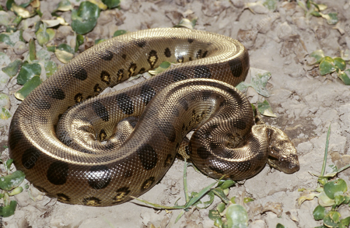 Foto de una serpiente muy grande