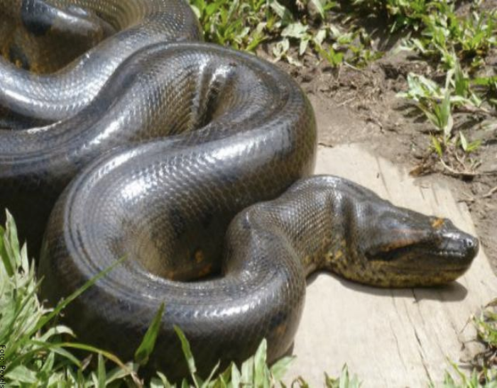 Foto de una enorme anaconda