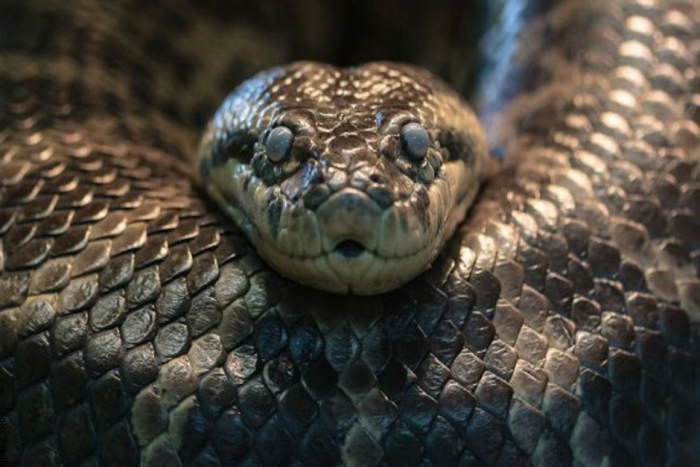 Foto de la cara de una anaconda
