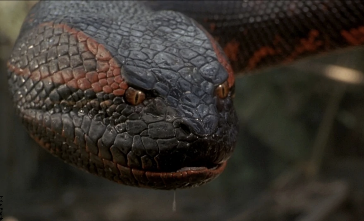Qué significa soñar con anacondas, ¿fuerzas negativas?
