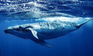 Soñar con ballenas, ¿riqueza y estabilidad económica?