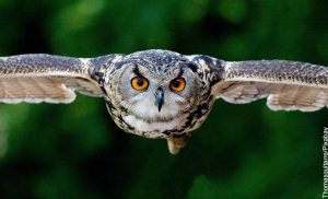 Foto de un búho volando que muestra lo que es soñar con búhos