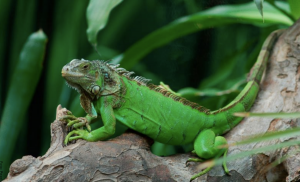 Soñar con iguanas, ¡es tu momento de vivir en paz!