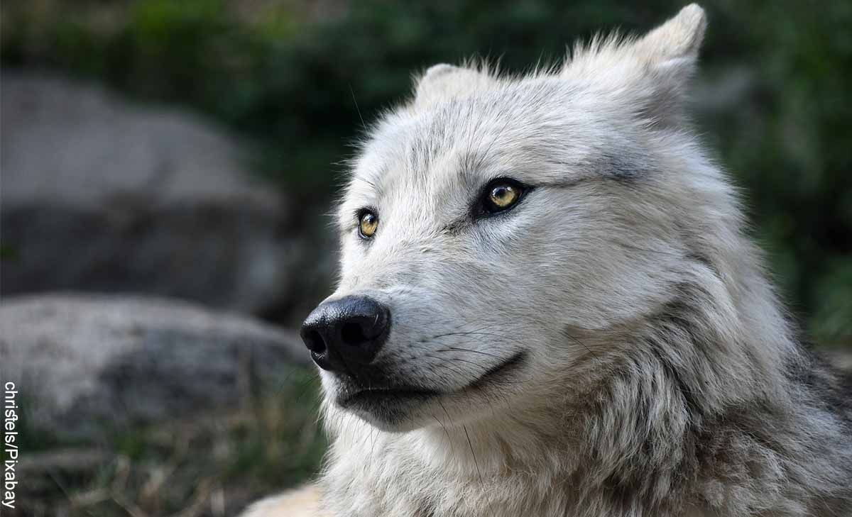 Foto de primer plano de un animal salvaje que muestra lo que significa soñar con lobos