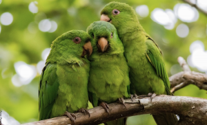 Soñar con loros, ¿estás en busca de compañía?