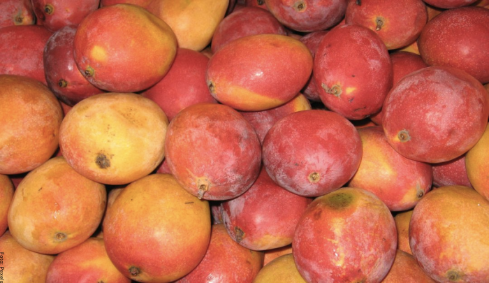Foto de muchos mangos