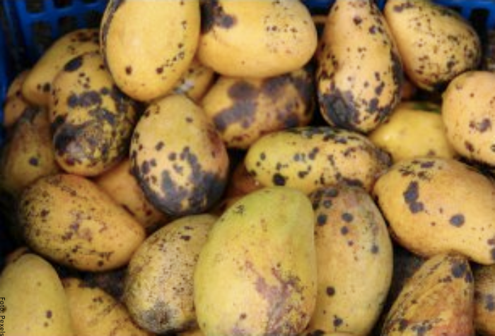 Foto de mangos maduros
