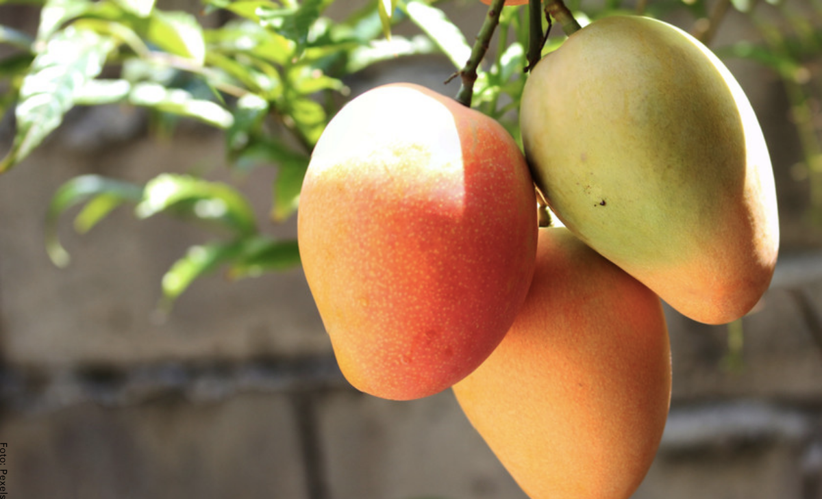 Soñar con mangos, ¡momento de revisar tus energías internas!