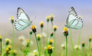 Foto de dos mariposas azules sobre una flor que muestra lo que es soñar con mariposas