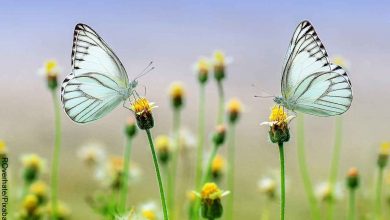 Foto de dos mariposas azules sobre una flor que muestra lo que es soñar con mariposas