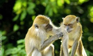 Foto de dos simios tocándose que ilustra lo que significa soñar con monos