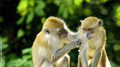 Foto de dos simios tocándose que ilustra lo que significa soñar con monos