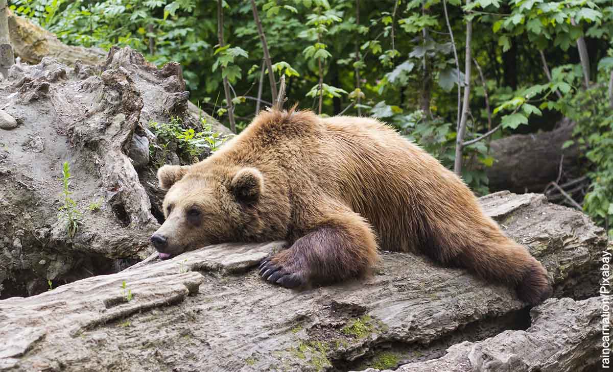 Foto de un oso dormido sobre un árbol que muestra lo que es soñar con osos