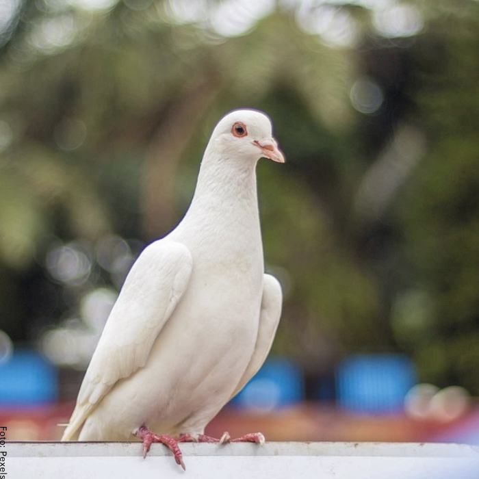 Foto de paloma blanca