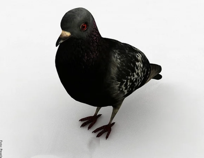 Foto de una paloma negra