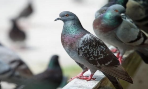 Soñar con palomas, ¡prepárate para lo bueno de la vida!