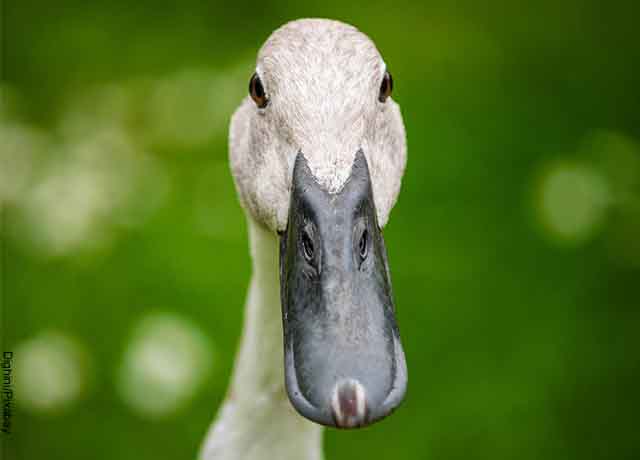 Foto de la cara de un pato blanco que muestra lo que es soñar con patos