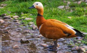 Foto de un pato café que muestra lo que es soñar con patos