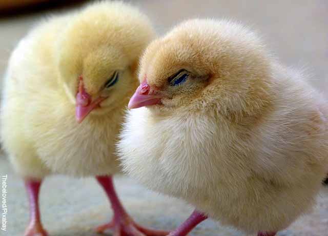 Foto de dos pollos recién nacidos