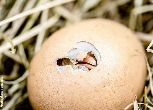 Foto de un huevo roto que muestra lo que es soñar con pollitos