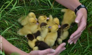 Foto de una persona sosteniendo pollos que muestra lo que significa soñar con pollitos