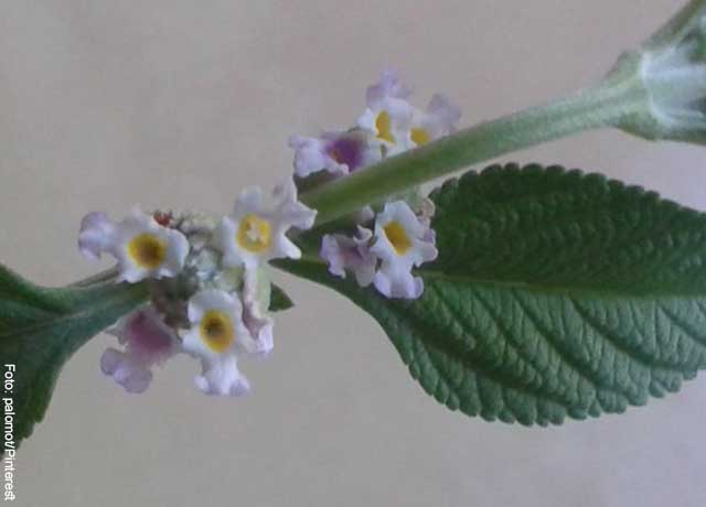 Foto del tallo de una planta de pronto alivio