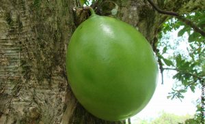 Foto del fruto de un árbol del Amazonas que muestra para qué sirve el totumo