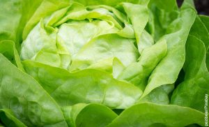 Foto de varias hojas de vegetal verde que revelan para qué sirve la lechuga