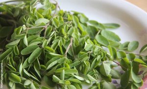 Foto de muchas ramas de una planta verde que revela para qué sirve la moringa