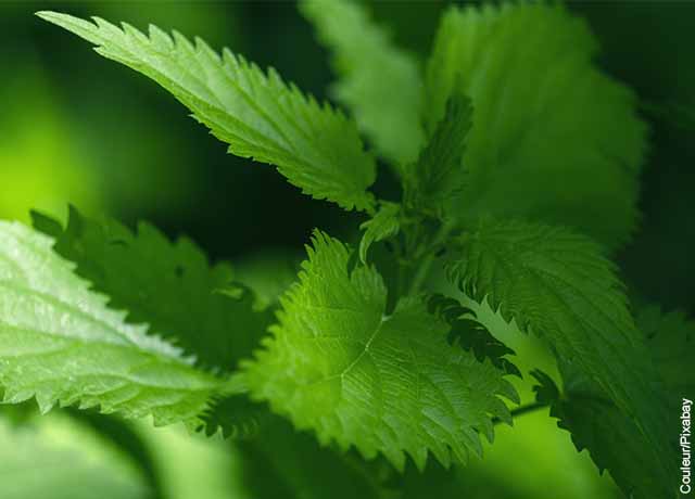 Foto de hojas de ortiga verdes que muestran las plantas medicinales y para qué sirven
