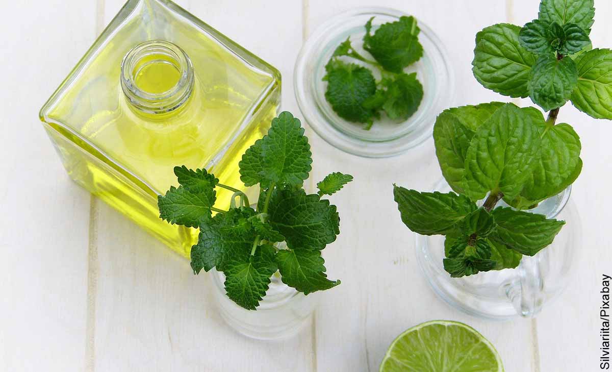 Foto de hojas de menta y un aceite que revela las plantas medicinales y para qué sirven