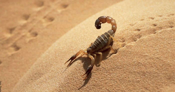 Foto de un escorpión en la arena