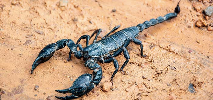 Foto de un escorpión negro