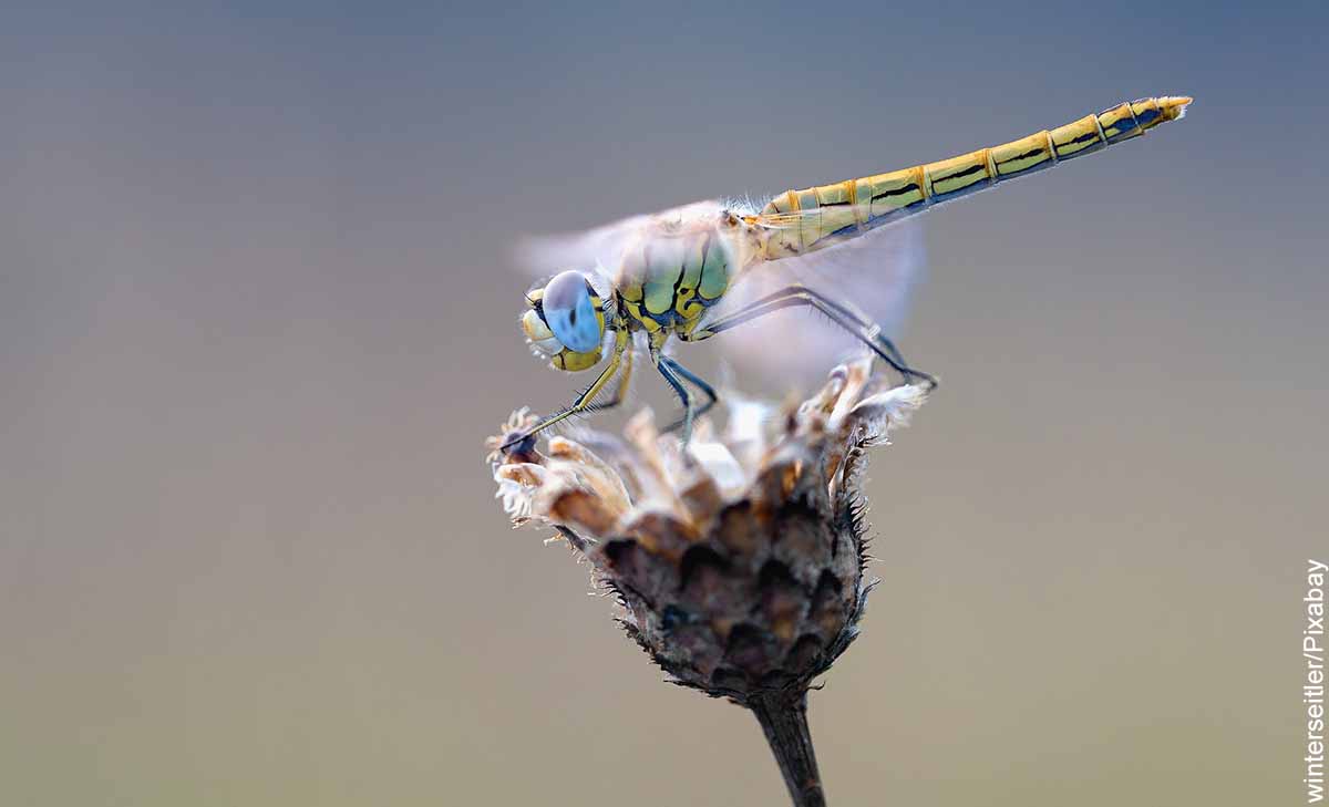 Foto de una libélula sobre una planta que revela lo que es soñar con insectos