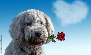 Foto de un perro con una rosa en su trompo que revela las canciones para pedir perdón