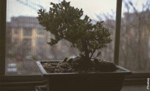 Foto de un árbol pequeño que muestra cómo cuidar un bonsái guayacán