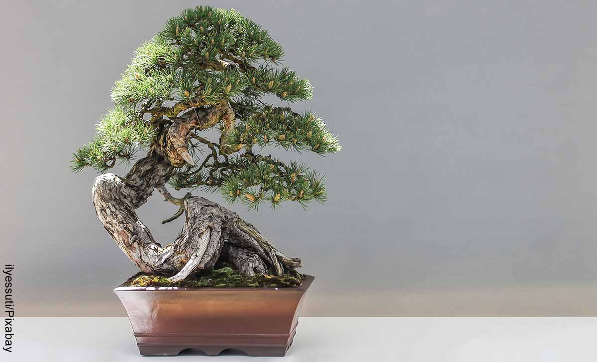 Foto de un árbol pequeño que revela cómo cuidar un bonsái pino