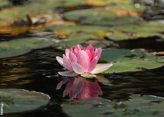 Foto de una flor rosada al lado de hojas sobre el agua